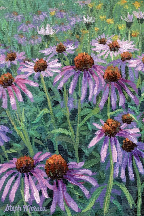 Purple Coneflowers