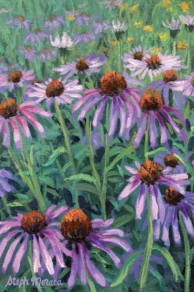 Steph Moraca: Purple Coneflowers by Steph Moraca