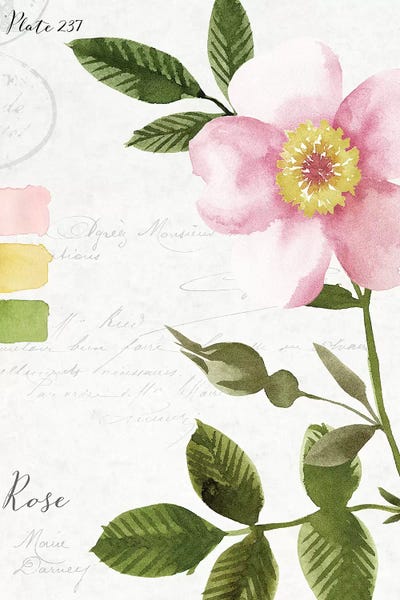 Stephanie Ryan: Rose by Stephanie Ryan