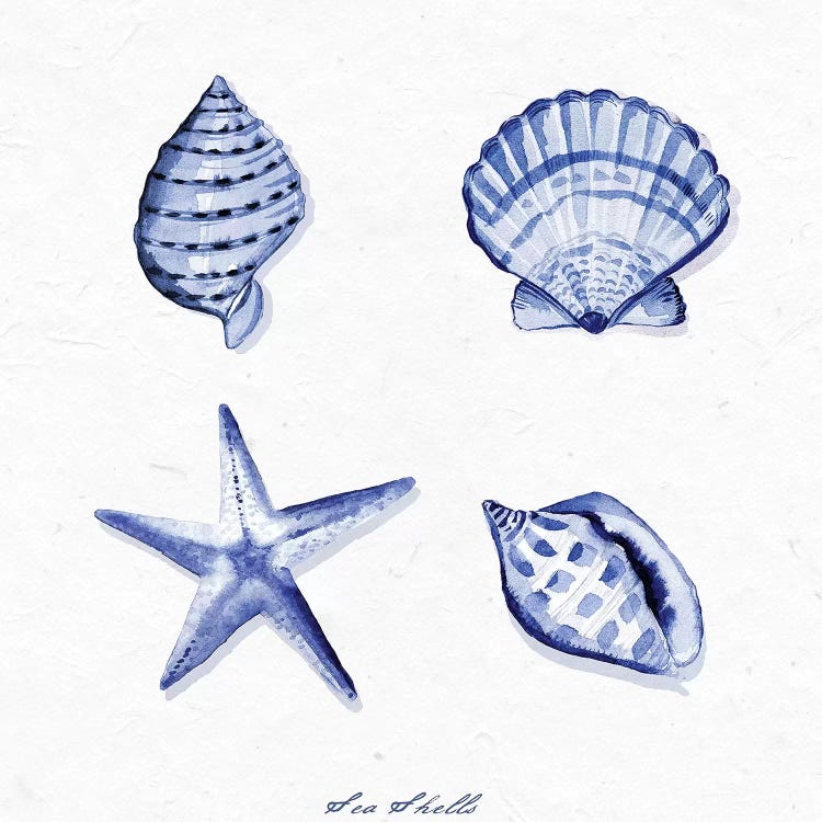 Shell Collection IV