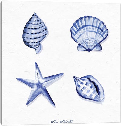 Shell Collection IV Canvas Art Print - Starfish Art