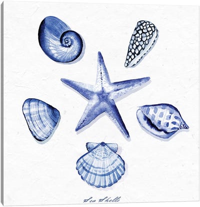 Shell Collection VI Canvas Art Print - Starfish Art