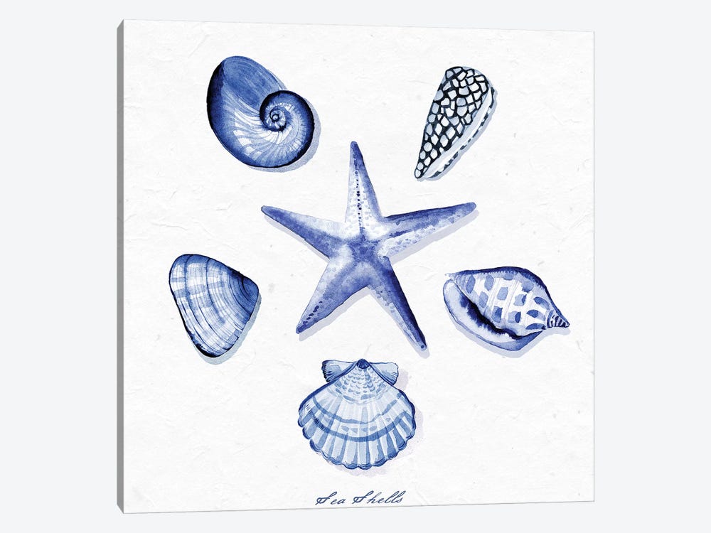 Shell Collection VI by Stephanie Ryan 1-piece Canvas Art