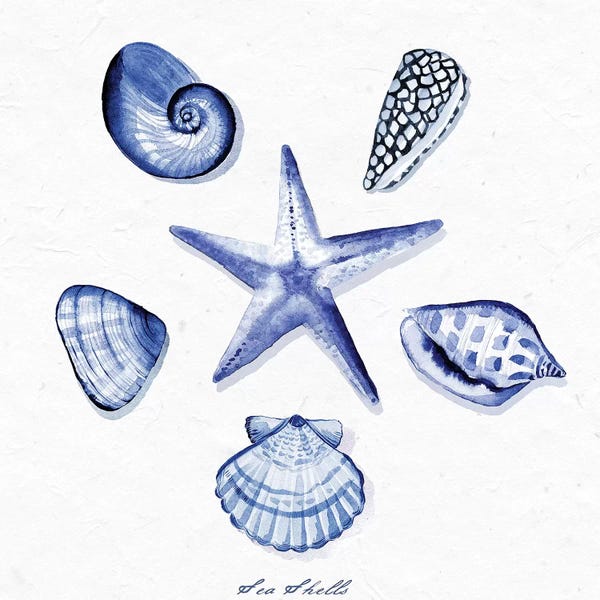 Ocean Treasures: Shell Collection VI by Stephanie Ryan