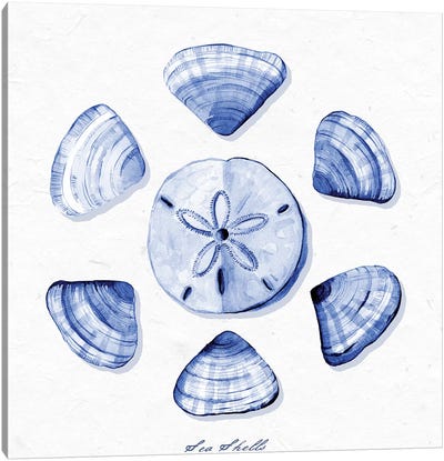 Shell Collection VII Canvas Art Print - Stephanie Ryan