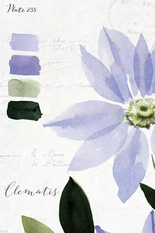 Clematis