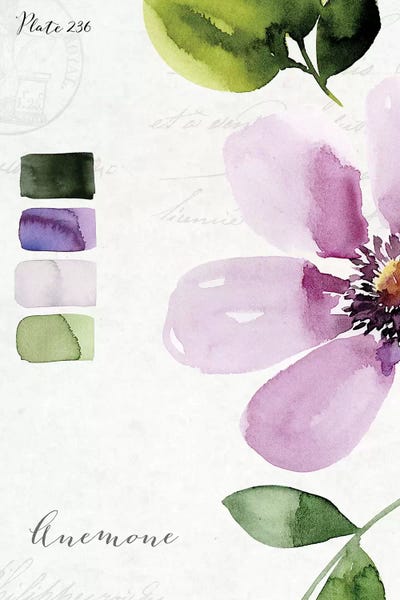 Anemones: Anemone by Stephanie Ryan