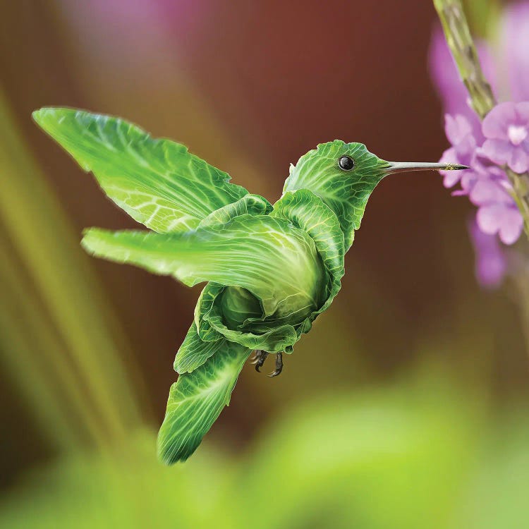 Humming Cabbage Bird