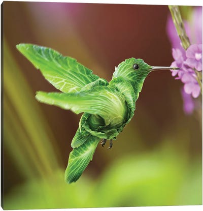 Humming Cabbage Bird Canvas Art Print - spielsinn design