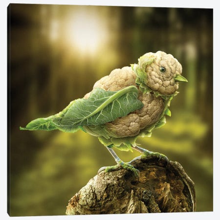 Cauliflower Chickadee Canvas Print #SPS4} by spielsinn design Art Print