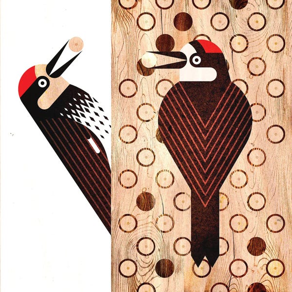 Mid-Century Modern Animals: Acorn Woodpecker by Scott Partridge