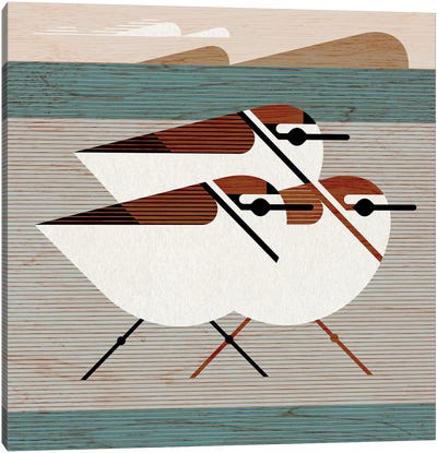 Kentish Plovers Canvas Art Print - Plovers
