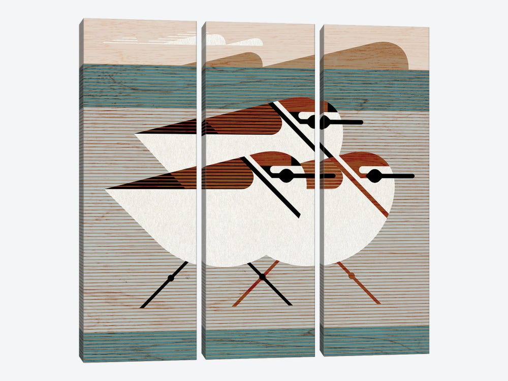 Kentish Plovers by Scott Partridge 3-piece Canvas Art