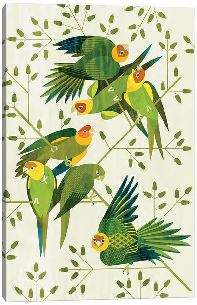 Carolina Parakeets Canvas Art Print - Parakeet Art
