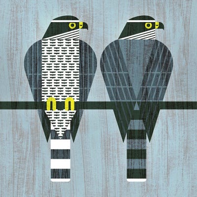 Goshawk by Scott Partridge art print