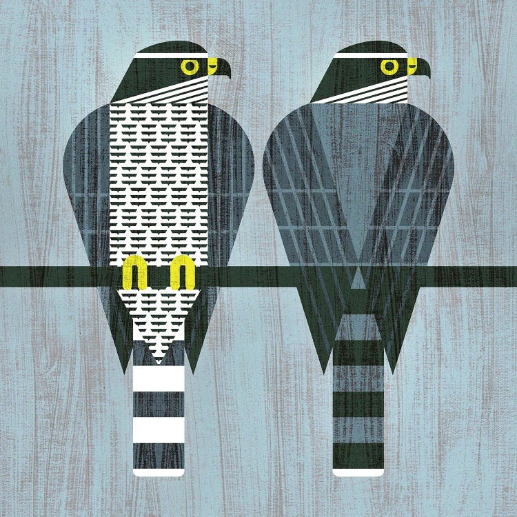 Goshawk