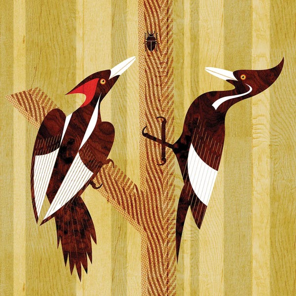 Mid-Century Modern Animals: Ivory Billed Woodpeckers by Scott Partridge