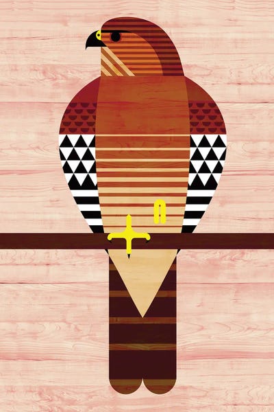 Red Shouldered Hawk