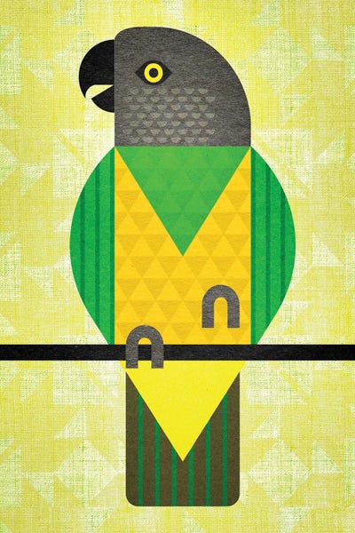 Scott Partridge: Senegal Parrot by Scott Partridge