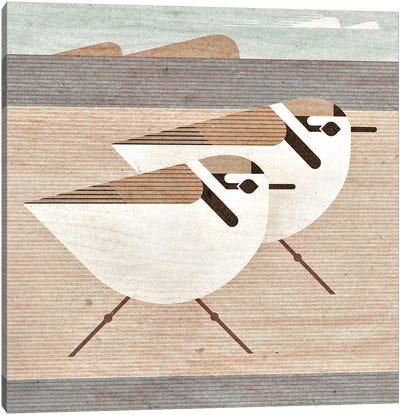 Snowy Plovers Canvas Art Print - Plovers