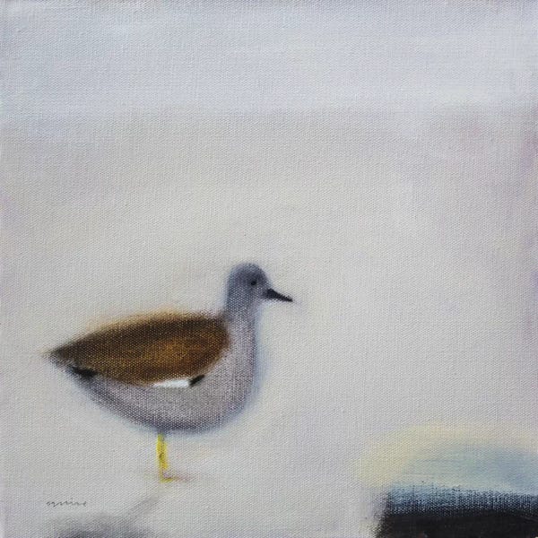 Andrew Squire: Gadwall by Andrew Squire