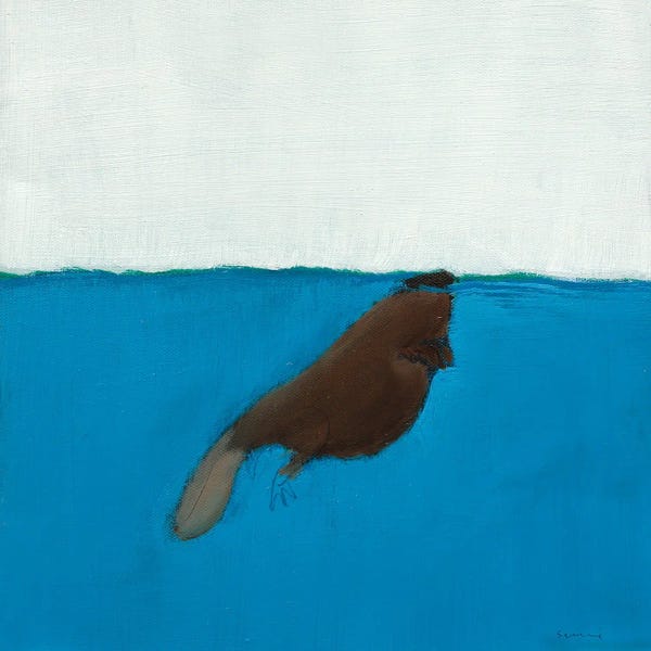 Beavers: Beaver by Andrew Squire