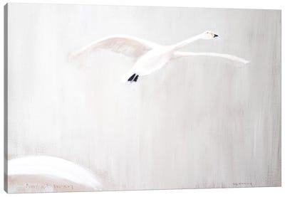 Bewick's Swan Canvas Art Print - Andrew Squire