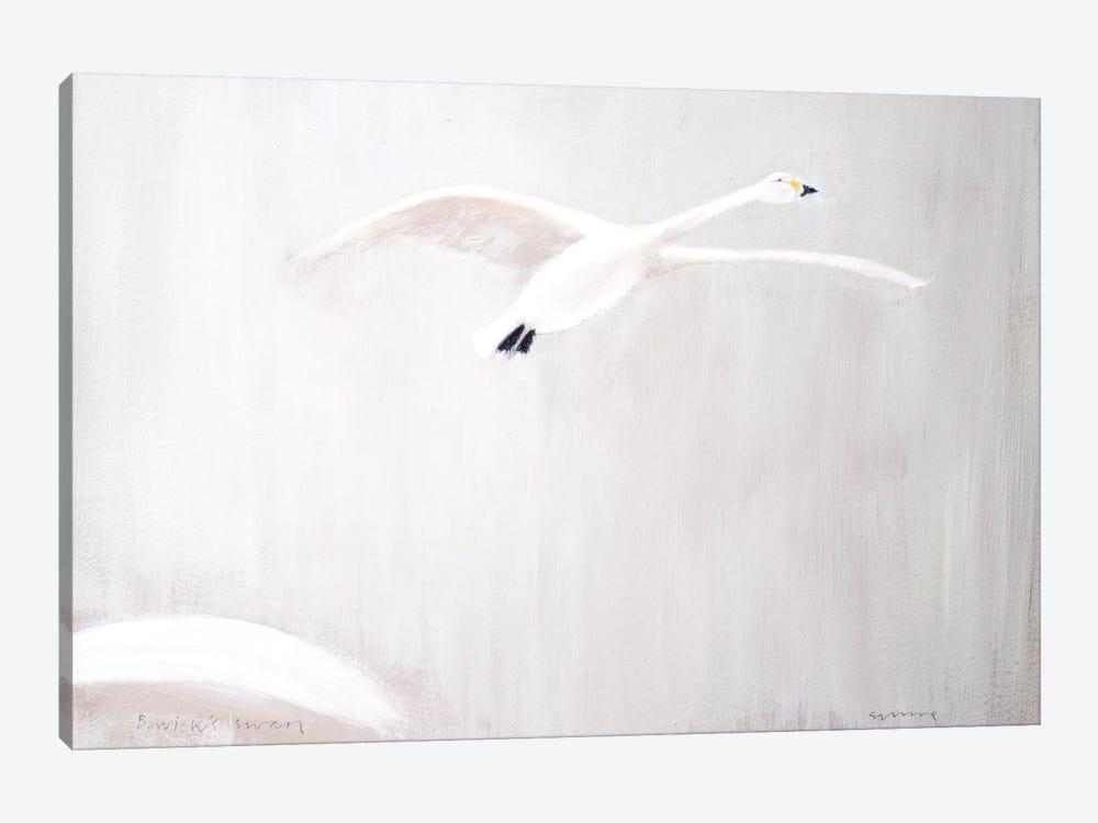 Bewick's Swan by Andrew Squire 1-piece Art Print