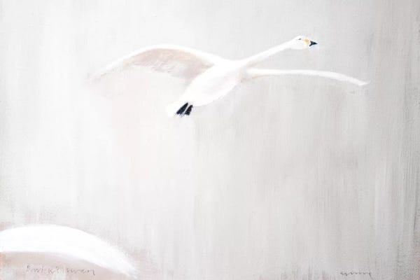 Andrew Squire: Bewick's Swan by Andrew Squire