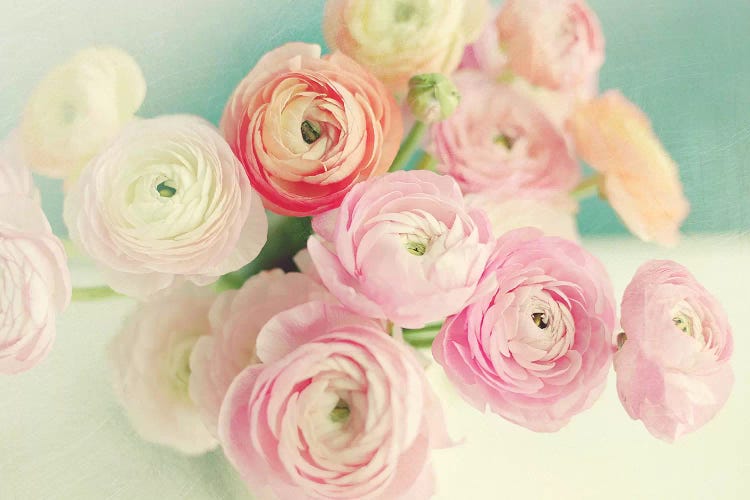 Blushing Blossoms