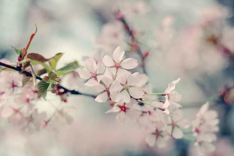 A Branch Of Beauty