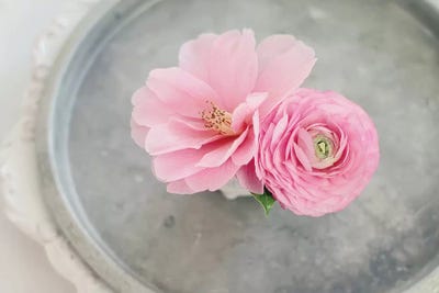 A CaptIVating Pair by Sarah Gardner gallery poster