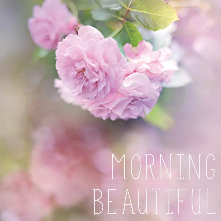 Morning Beautiful