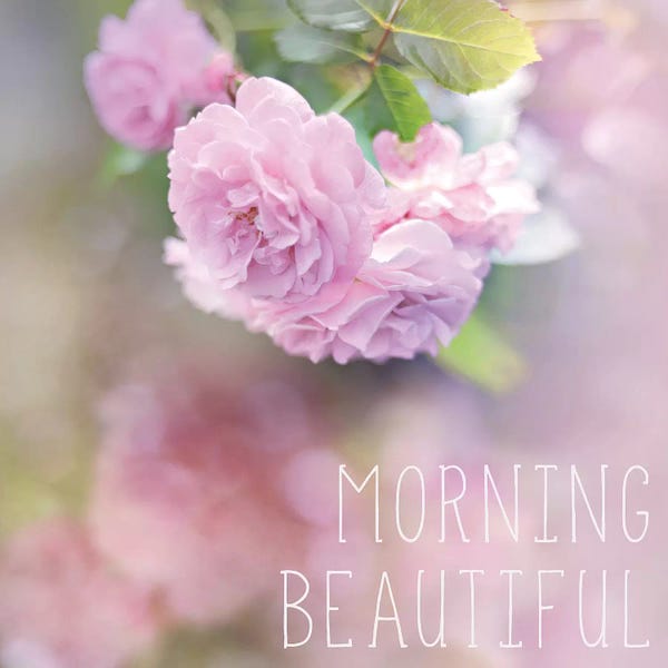 Morning Beautiful