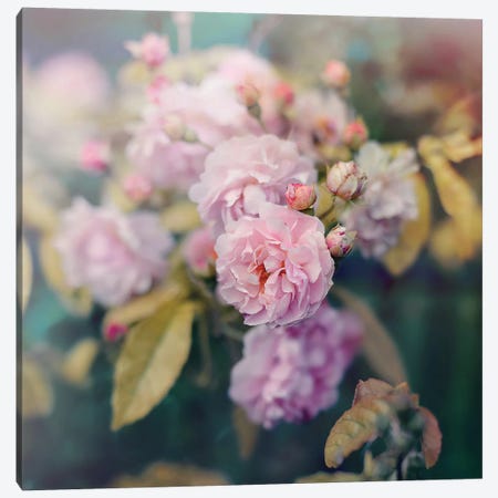 Season Of Blossoms Canvas Print #SRH37} by Sarah Gardner Canvas Print