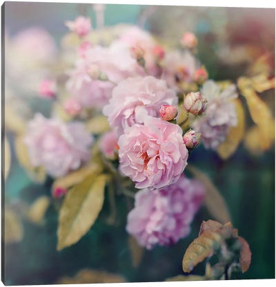 Season Of Blossoms Canvas Art Print