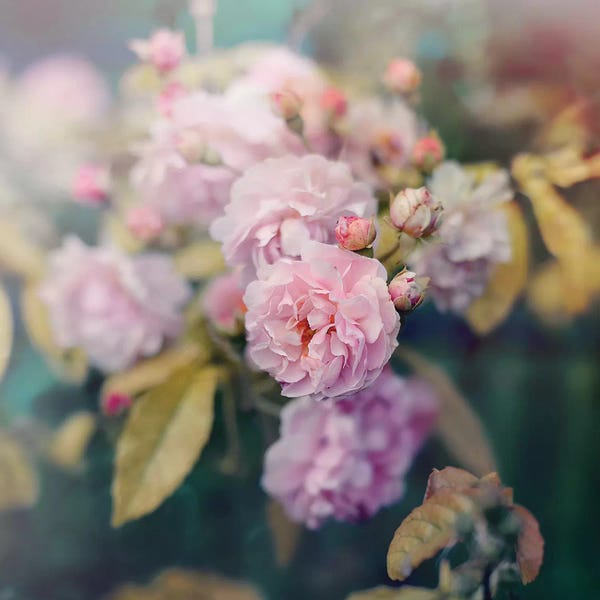 Still Life Photography: Season Of Blossoms by Sarah Gardner