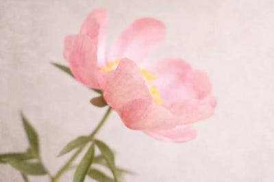 Soft Petals by Sarah Gardner gallery poster