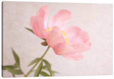 Soft Petals Canvas Art Print