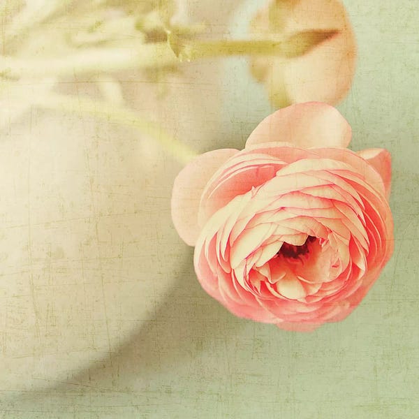 Still Life Photography: VIntage Peony I by Sarah Gardner