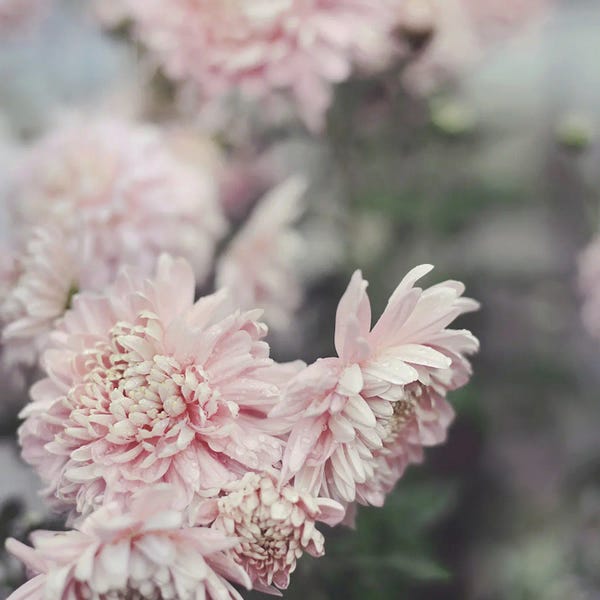 Sarah Gardner: Evening Blooms by Sarah Gardner