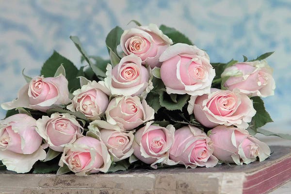 A Gift For CaptIVation