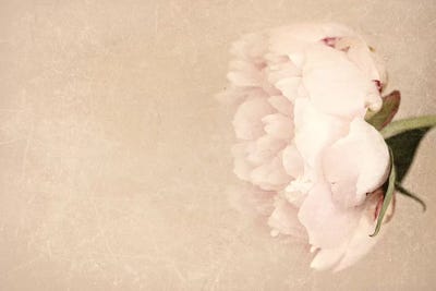 Alluring Flower by Sarah Gardner gallery poster