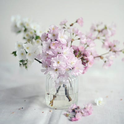 Fresh Awakening I by Sarah Gardner gallery poster