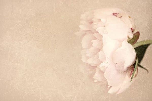 Alluring Flower