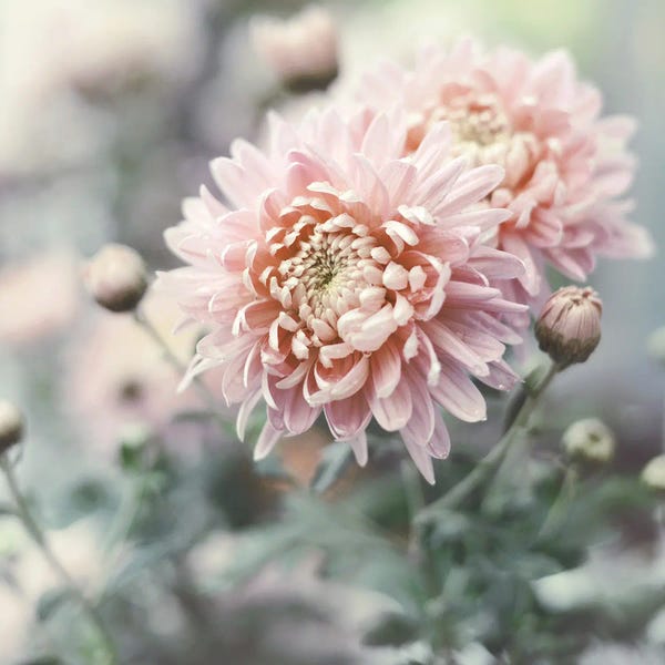 Sarah Gardner: Muted Daisy by Sarah Gardner