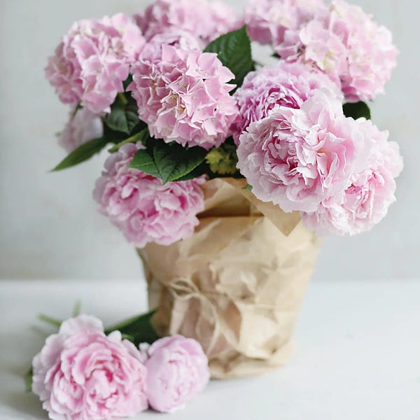 Pink Blooms