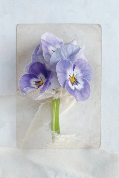 A Little Beauty