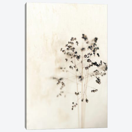 Muted Dried Branch Canvas Print #SRH70} by Sarah Gardner Canvas Wall Art