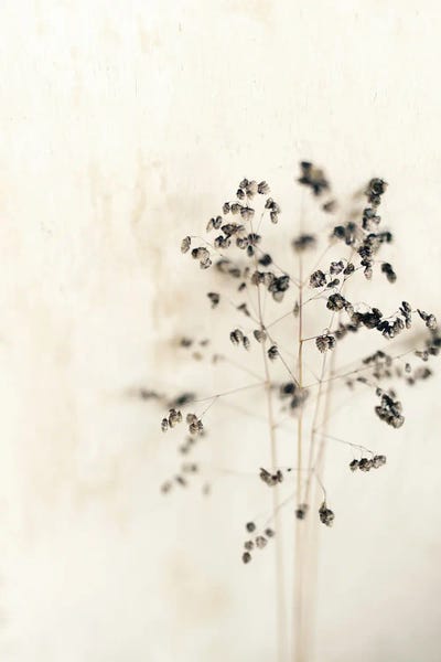 Floral Close-Ups: Muted Dried Branch by Sarah Gardner